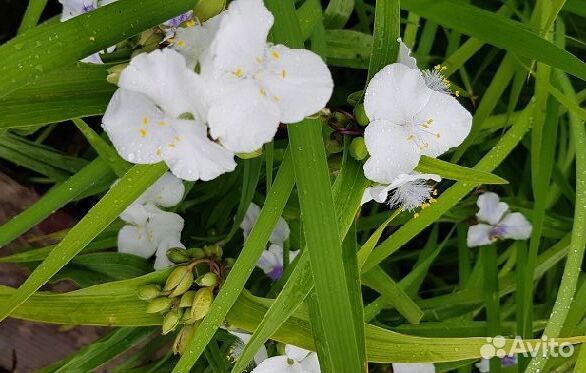 Продам эхиноцею