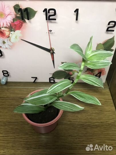 Комнатные цветы (Традесканция- разные сорта)