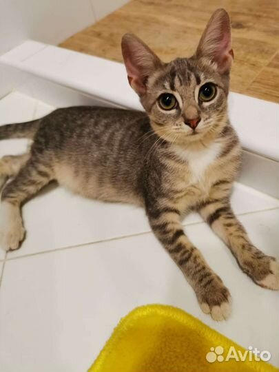 Котенок девочка 3 мес