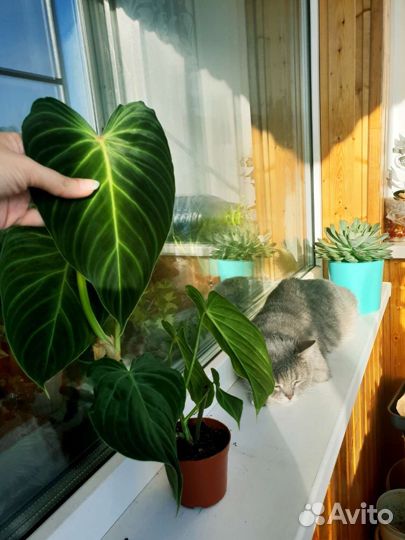 Филодендрон Сплендид бархатистый