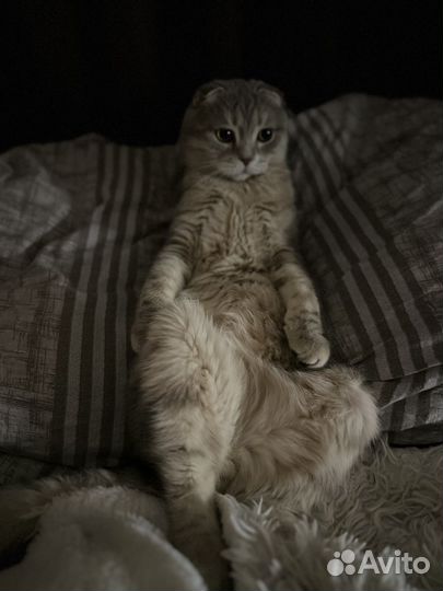 Шотландский кот вязка