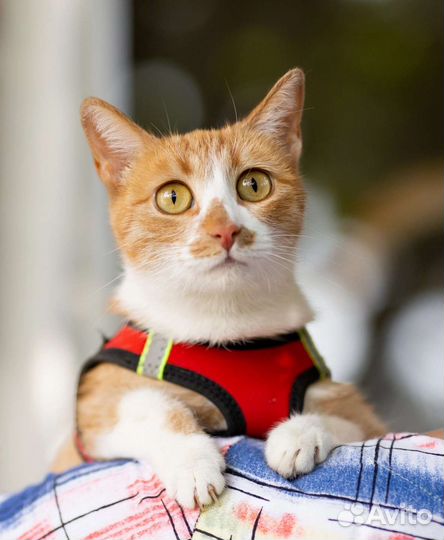 Ласкуша Марта