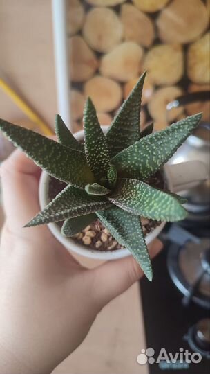 Хавортия полосатая