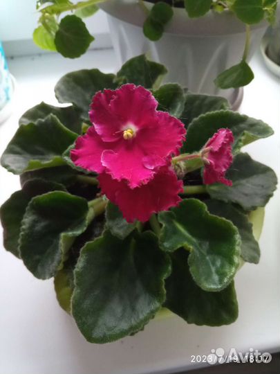 Фиалки сортовые