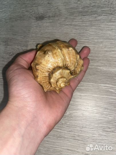 Ракушка сувенир (13 лет хранилось)