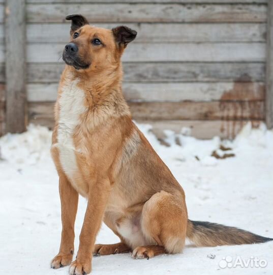 Отдам рыжего Морса в добрые руки