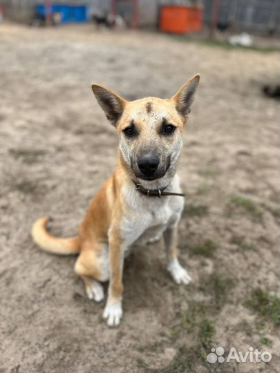 Персик щенок