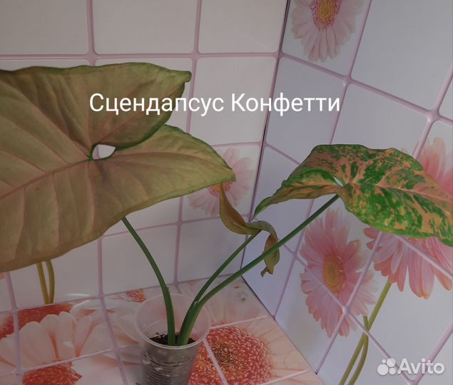 Филодендрон, сцендапсус, Строманта