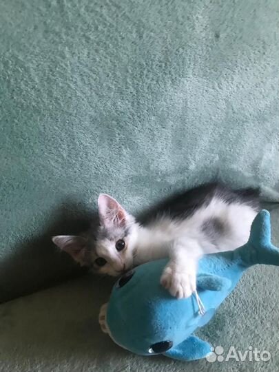 Котенок девочка в добрые руки