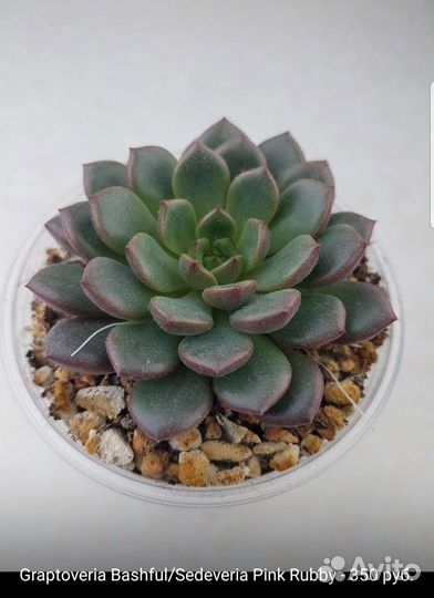 Суккуленты 4