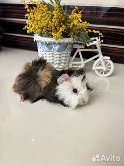 Перуанские свинки (большой выбор, разные окрасы)