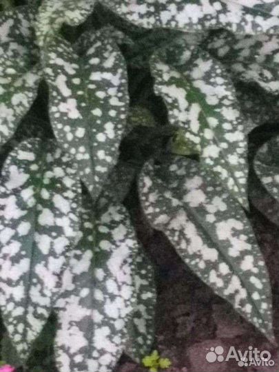 Медуница. Многолетник