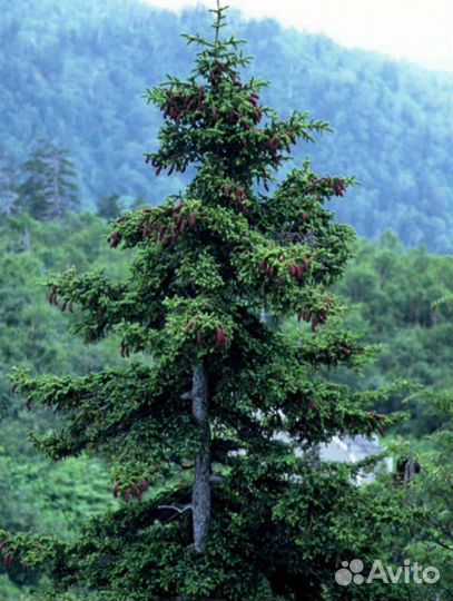 Ель, разные виды, семена