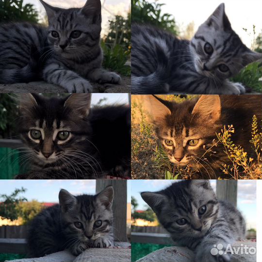 Кошка в дар бесплатно