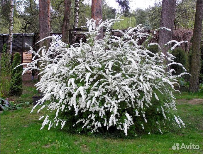 Саженцы спиреи грефшейм и других