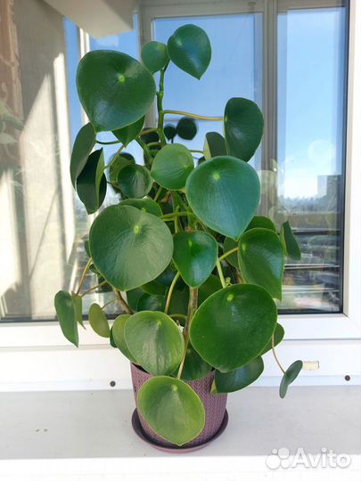 Пеперомия арбузная рейндроп вариегатная 3 вида