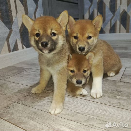Щенки сиба ину