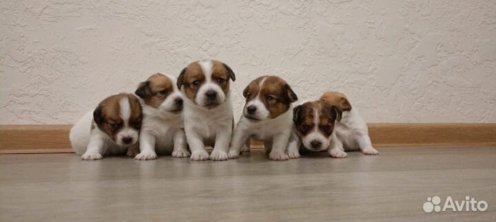 Щенки джек рассел терьер