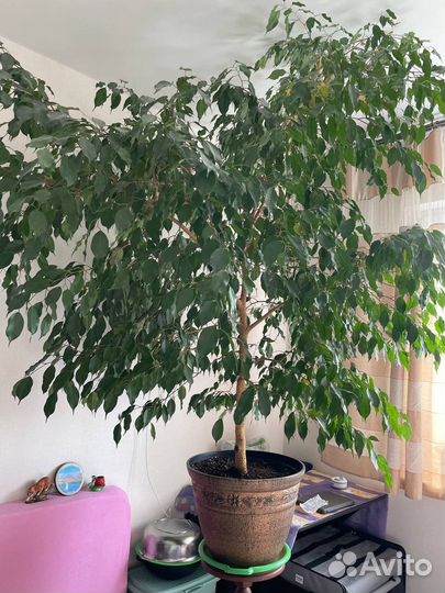 Фикус бенджамина