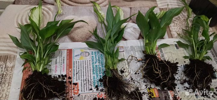 Спатифиллум