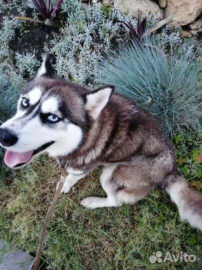 Сибирский хаски