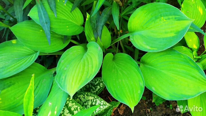 Хоста и медуница