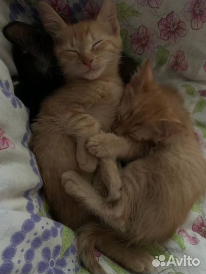 Кошка в дар