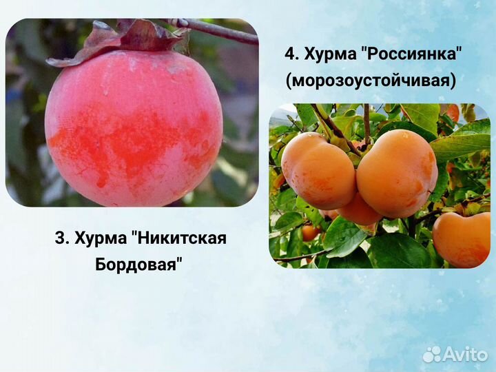 Саженцы Хурмы, морозостойкие сорта