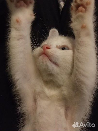 Малышка в добрые руки