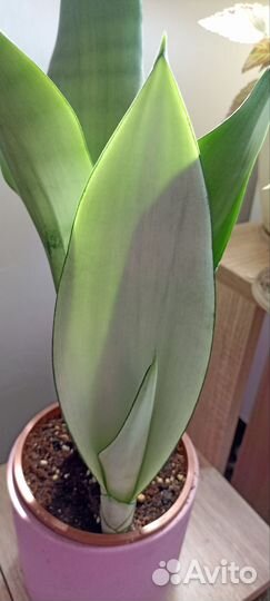 Сансевиерии сортовые