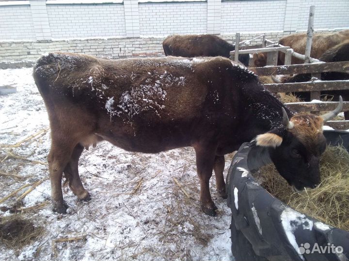 Коровы и телочки