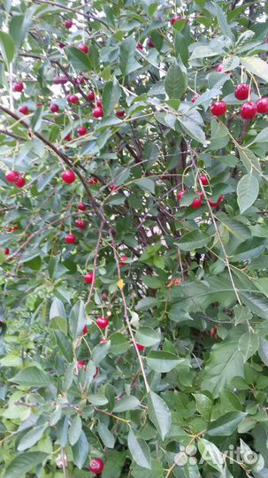 Саженцы вишни