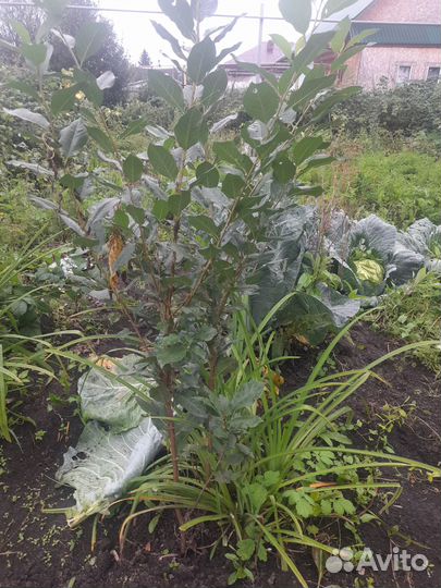 Саженцы вишни