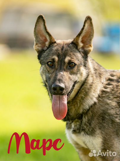 Марсу нужен спутник