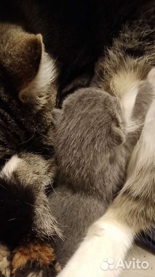 Котята от мамки крысоловки