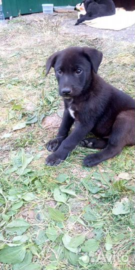 Собаки бесплатно в добрые руки