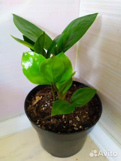 Замиокулькас фикус Бенджамина толстянка красула