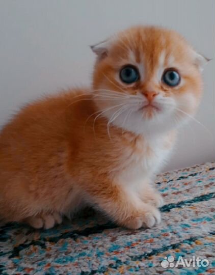 Шотландские котята