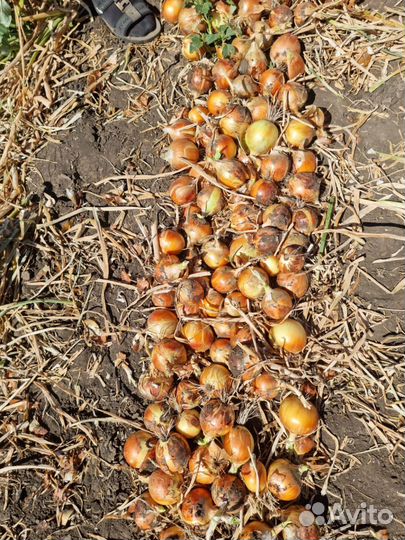 Лук репчатый