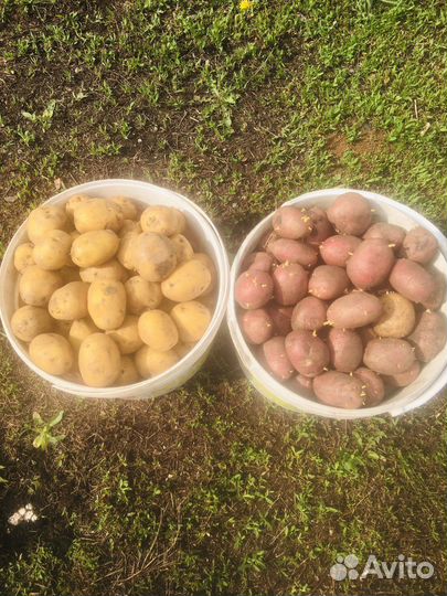 Семенной картофель