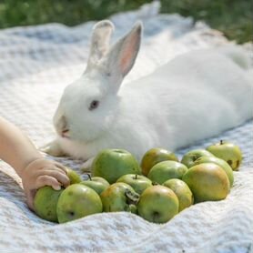 Кролики для фотосессии и на продажу