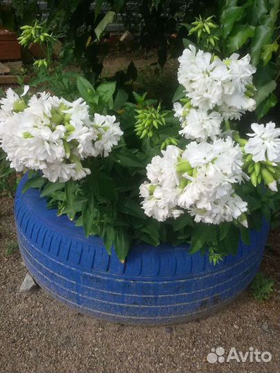 Жасмин многолетний