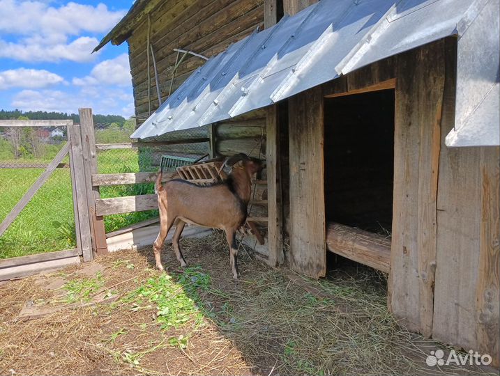 Козлик на племя