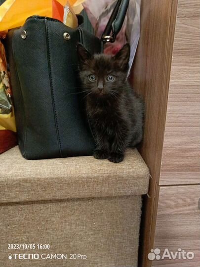 Котенок девочка 1,5 месяца в добрые руки бесплатно