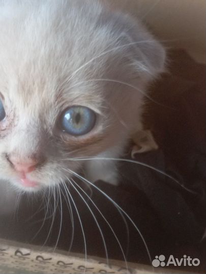 Котенок вислоухий