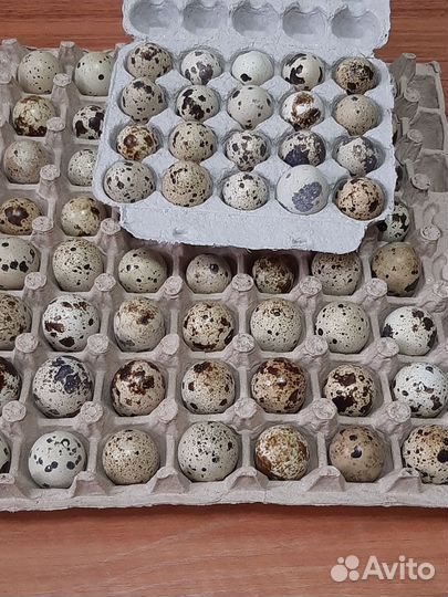 Белый Тяжелый Кросс и Феникс Золотистый