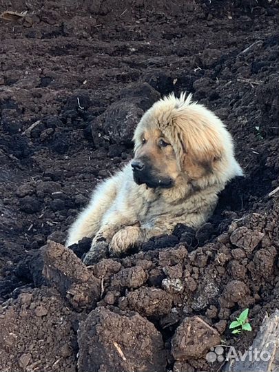 Торфогрунт