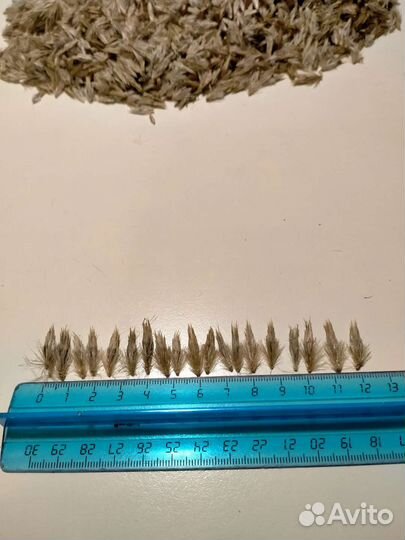 Семена мордовника, сильный медонос