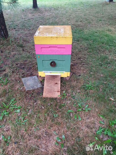Ульи пчёлы матки