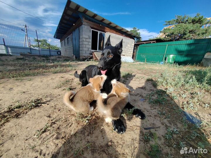 Восточноевропейская овчарка